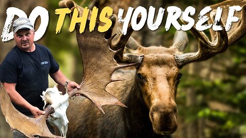 4 Simple Steps To Preparing Your Moose Head For Mounting