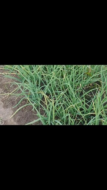 Cebola Verde hortaliças #Nordeste