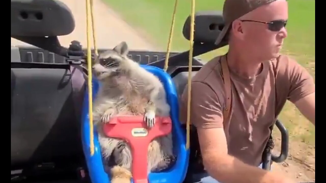 Ridin' In My ATV With My Best Bud Randy Racoon - HaloNews