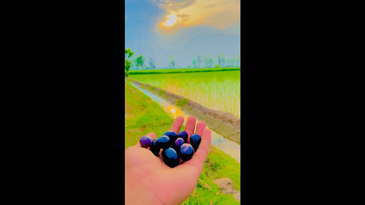 Jamun black berry