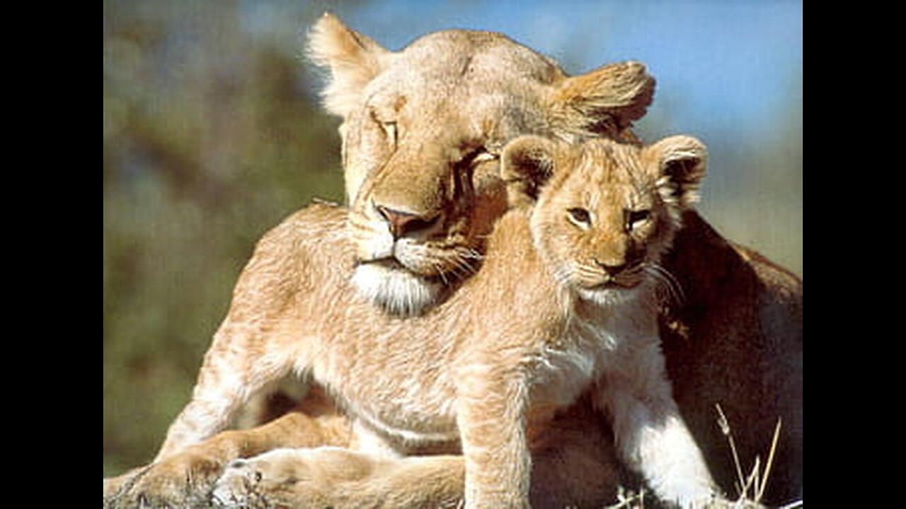 Six lions cubs enjoy their first outdoor adventure with their mom