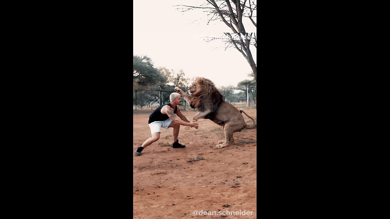 Lion Jump 🐅