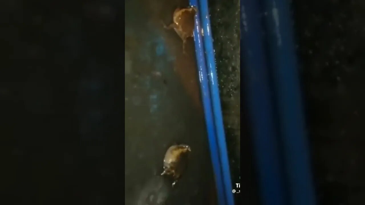 Frog sound amazing