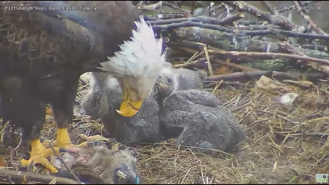 Hays Bald Eagles Mom feeds H16 H17 H18 a Groundhog 2022 04 07 16:34