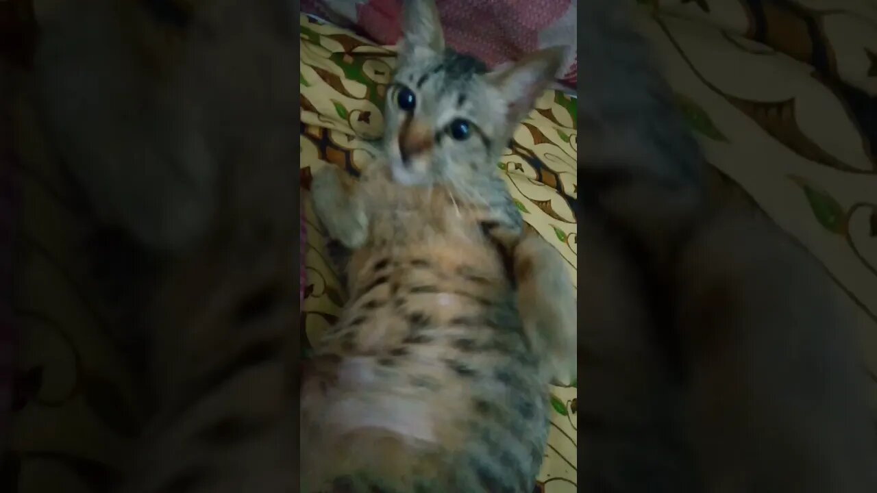 kucing lucu sekali