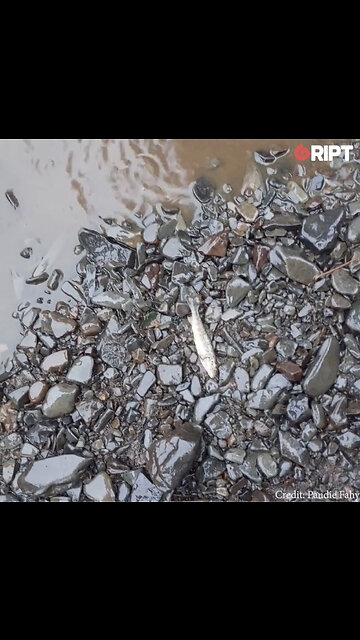 Fish Kill in Co Clare