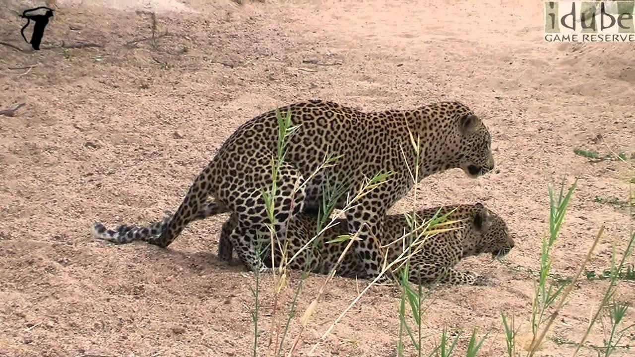 WILDlife: Breeding Leopards (HD)