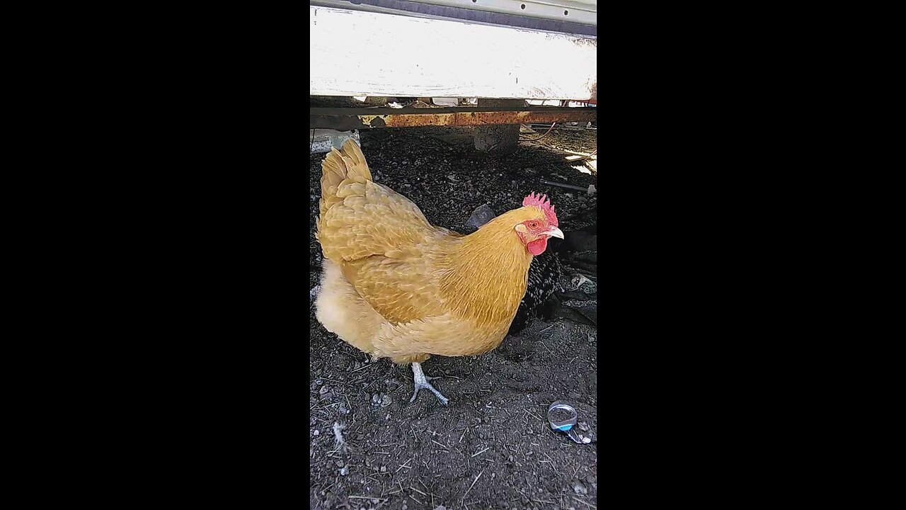 Chickens doing dirt bath