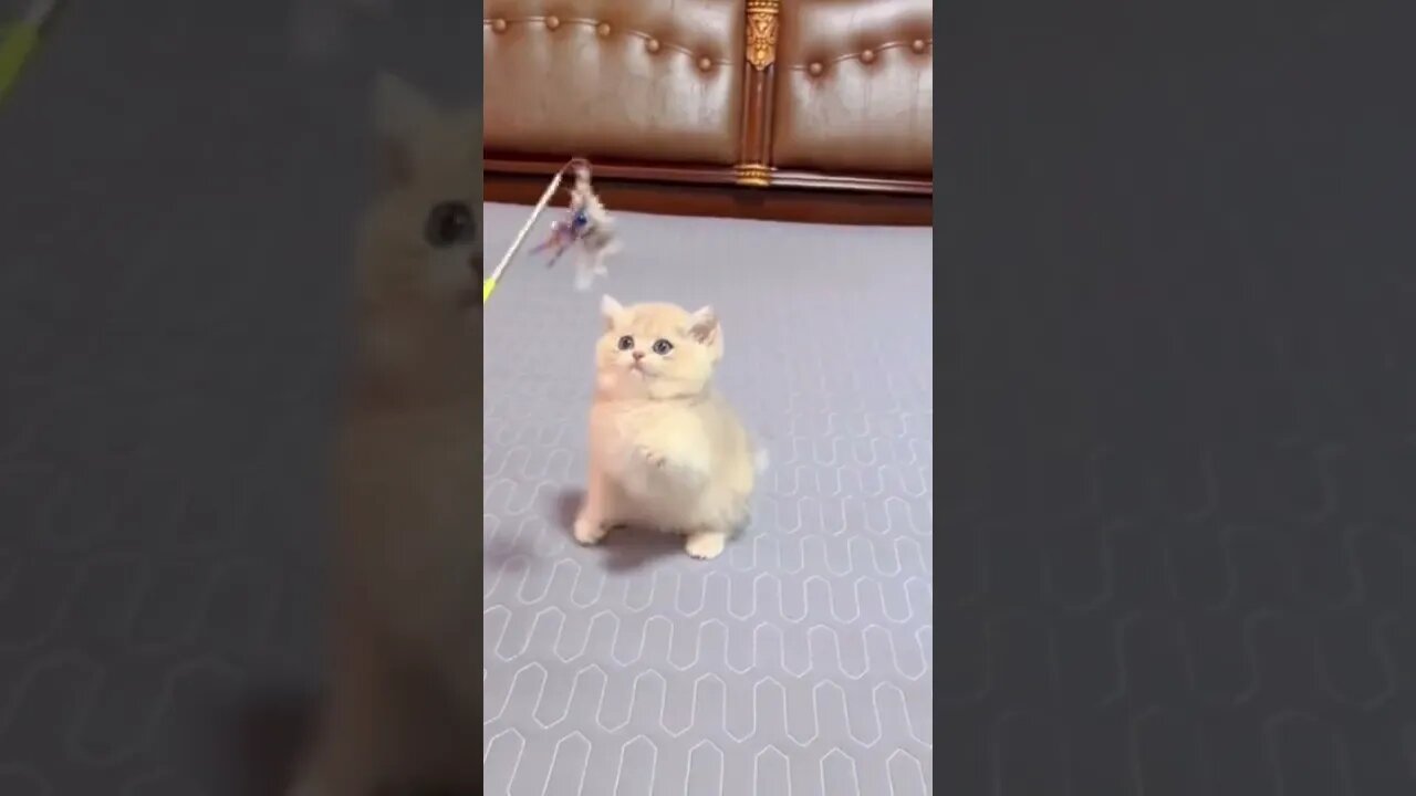 Baby cats are the cutest and most funny creatures on the planet #Petsandwild