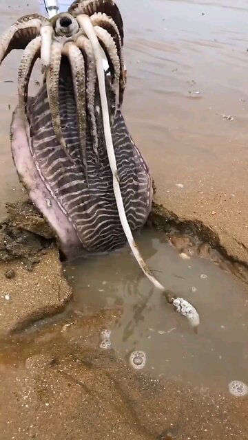 Unexpected: Nature...I think? What in the world did I just witness?