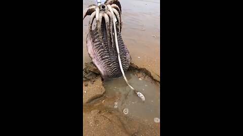 Unexpected: Nature...I think? What in the world did I just witness?