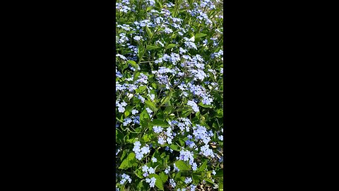 Mini Blue Flowers