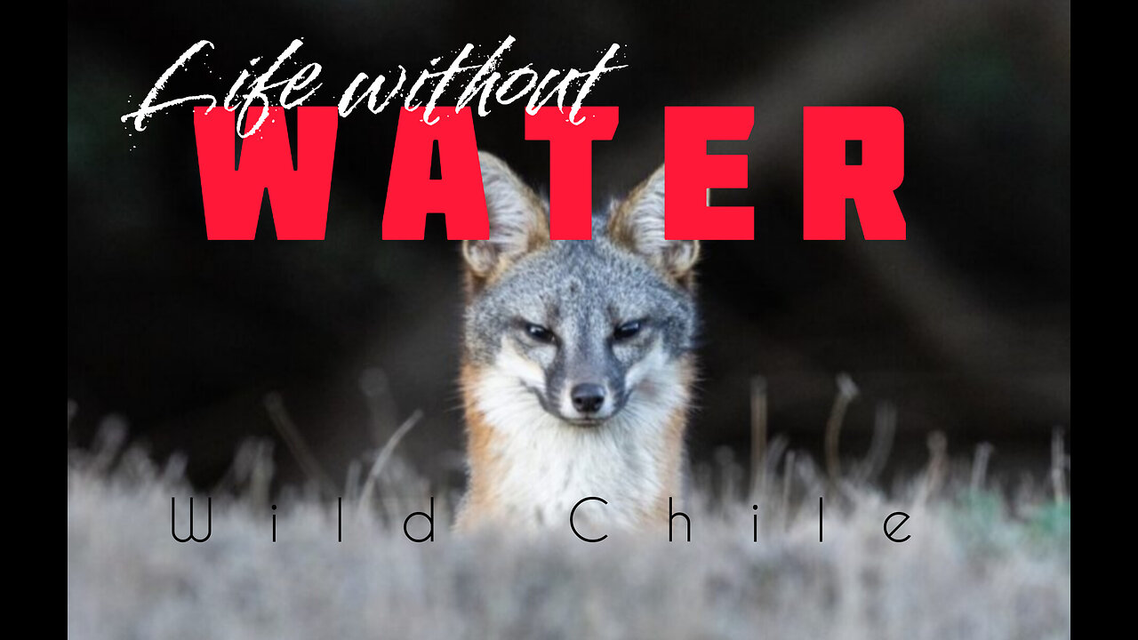 Life without Water (wildlife) | Wild Chile