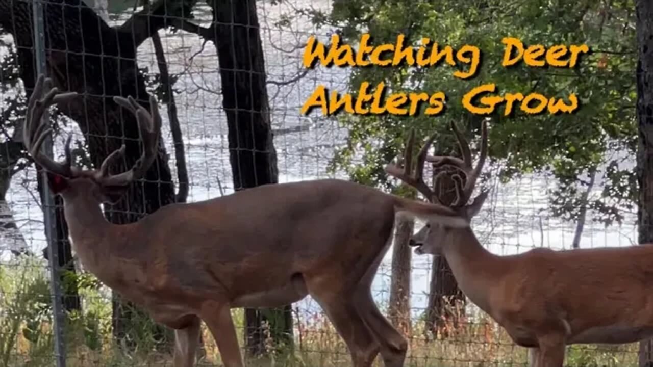 The Big Bucks! Watching Big antlers Grow!