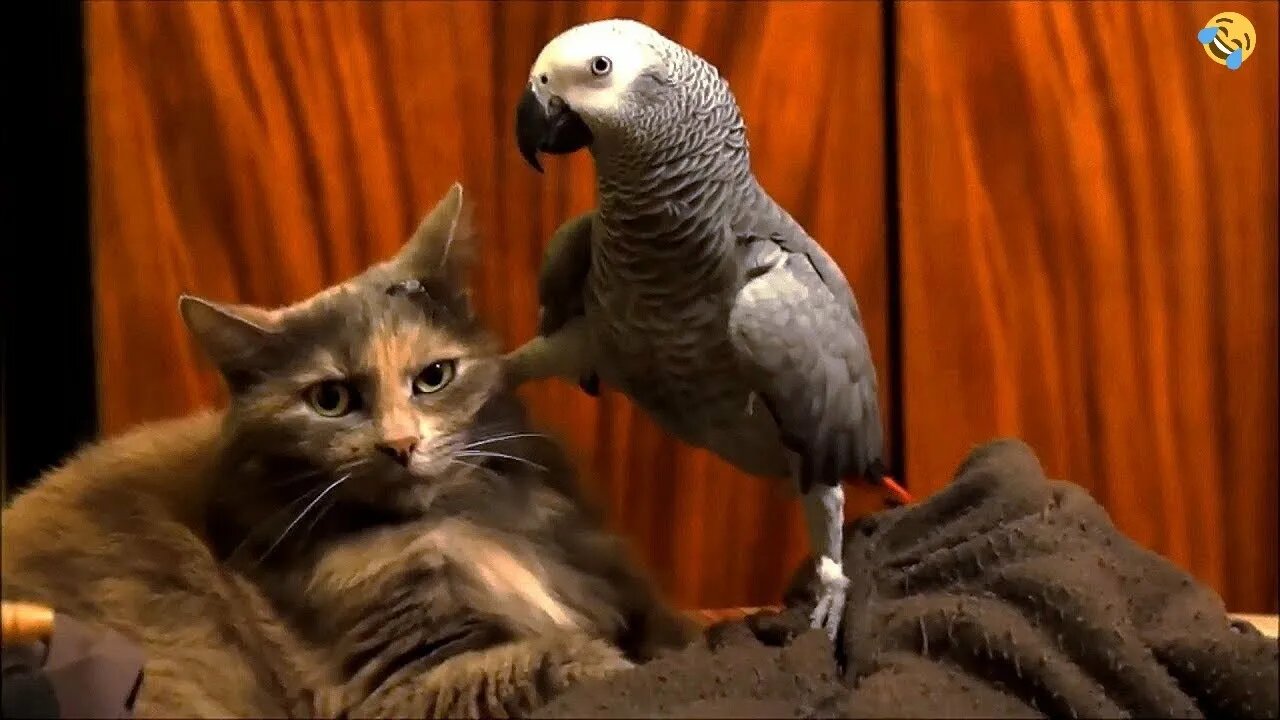 FUNNY CATS, DOGS, PARROTS 🐱🐶🦜 and other CUTE ANIMALS 🐾 Funniest Animal Videos 2023