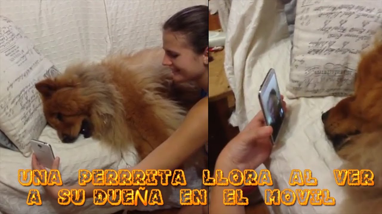 ✔UNA PERRITA LLORA AL VER A SU DUEÑA EN EL MOVIL