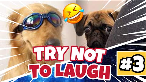 🤣 FUNNIEST ANIMALS OF ALL TIME 🤣