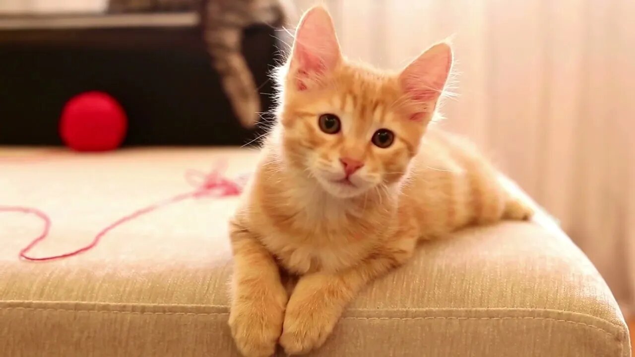 Berbagai Macam Jenis dan Tingkah Kucing yang Imut dan Menggemaskan