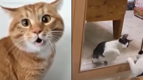 Cute and Funny Dog And Cat Compilation