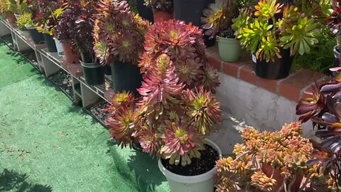 Aeoniums