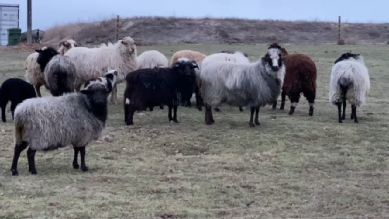 Heritage Sheep in the Spring