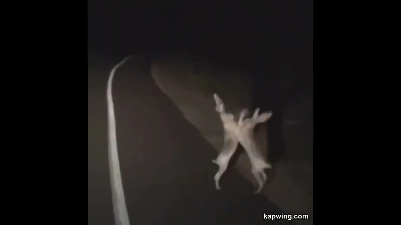 Bunny fight