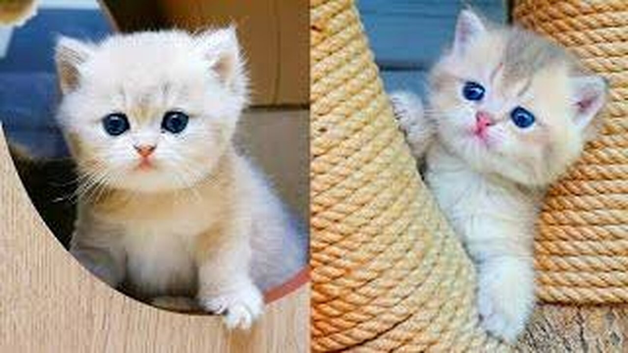 Cute Cat Funny Moments. Episode - 34