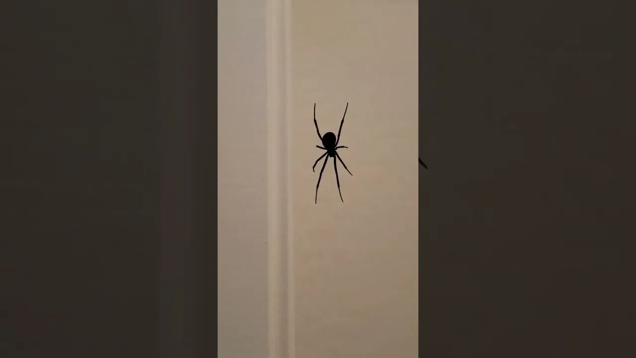 Mama black widow waiting in the pantry for snacks! #shorts #youtubeshorts #homeinspector_dan