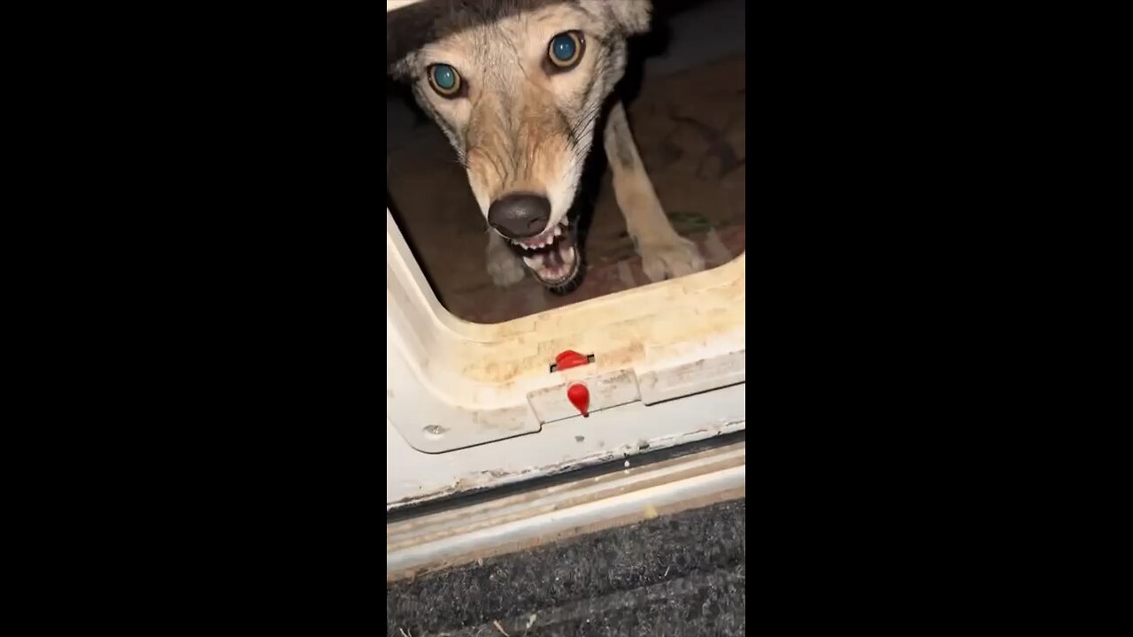 This man tamed a coyote