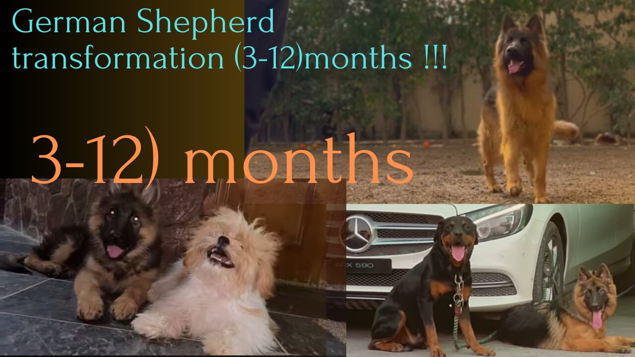 (3-12)months German dogs # German Shepherd transformation #