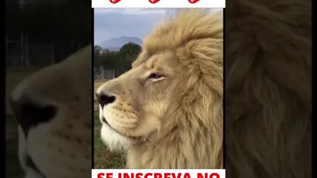 Leão sério #shorts