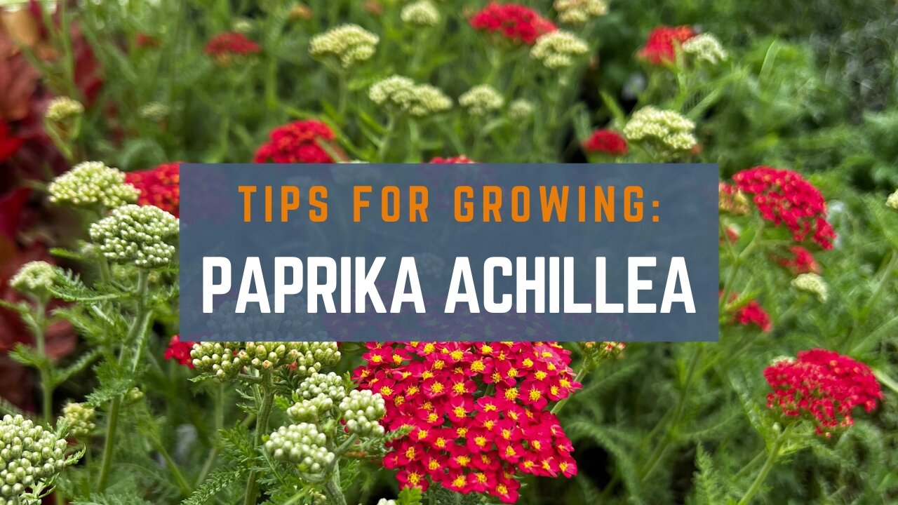 Gardening Tips for Growing Paprika Achillea (Yarrow)