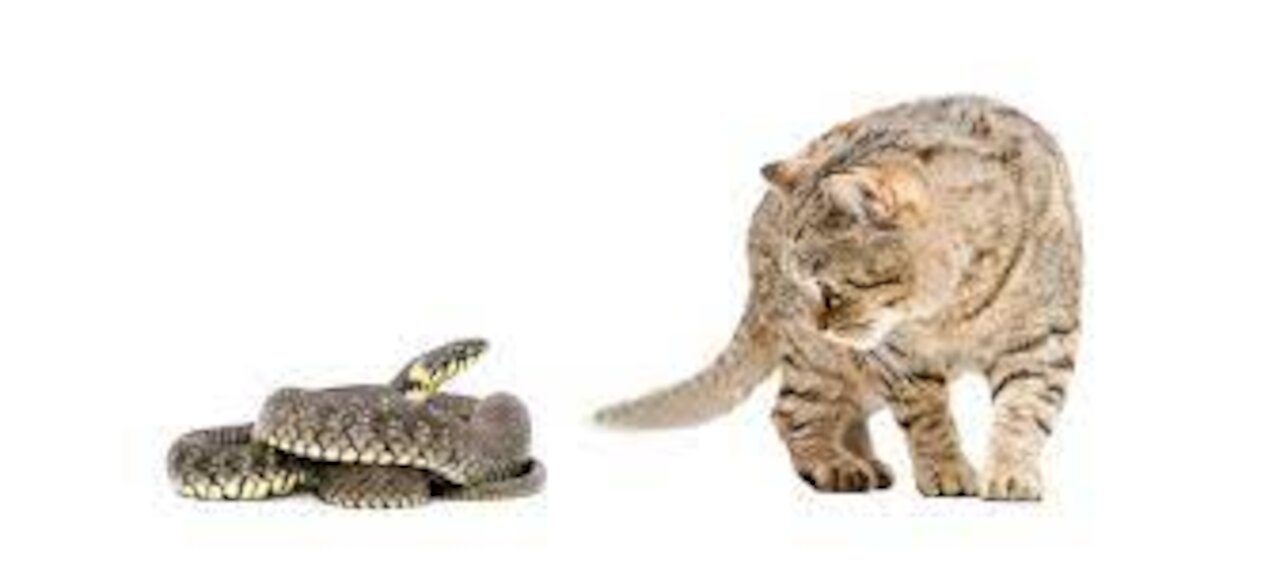 Snake vs Cat real