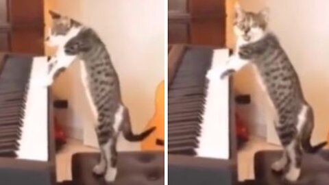 "Cat teaches piano lesson but still not lovin' police"