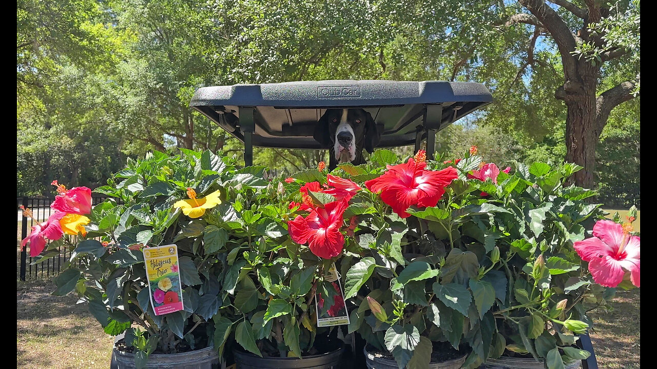 Great Dane Enjoys Golf Cart Gardening With Hibiscus Plants