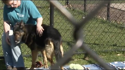 Checking in on the dog rescued along I-94 in Detroit yesterday