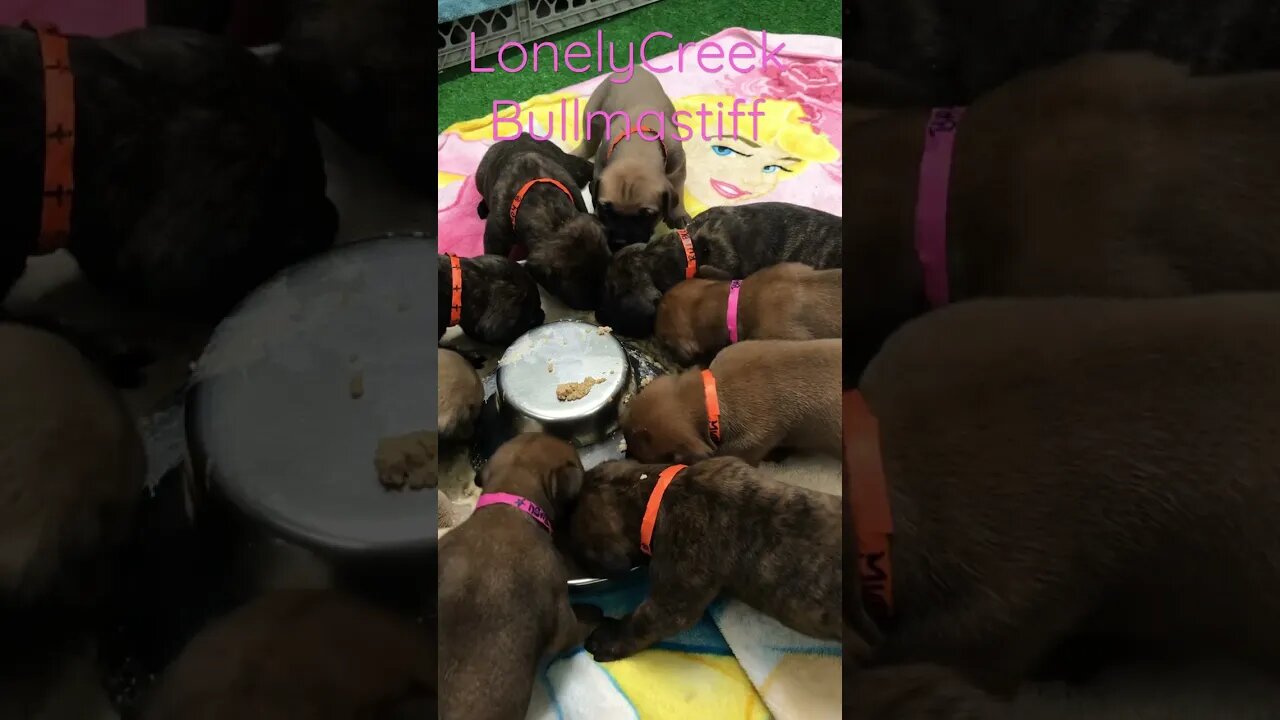 Puppy sounds. Learning to eat ! #bullmastiffpuppy LonelyCreek