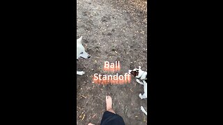 Dog Ball Standoff Meme