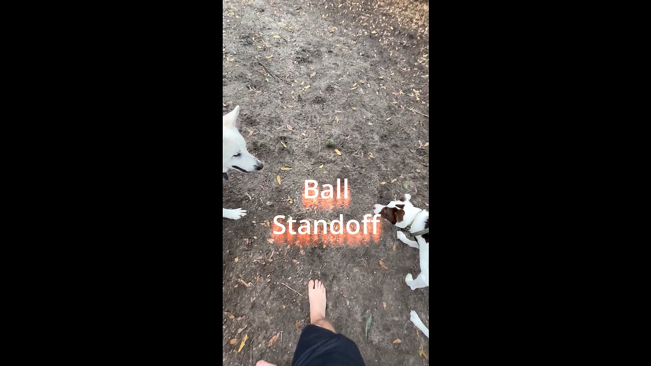 Dog Ball Standoff Meme