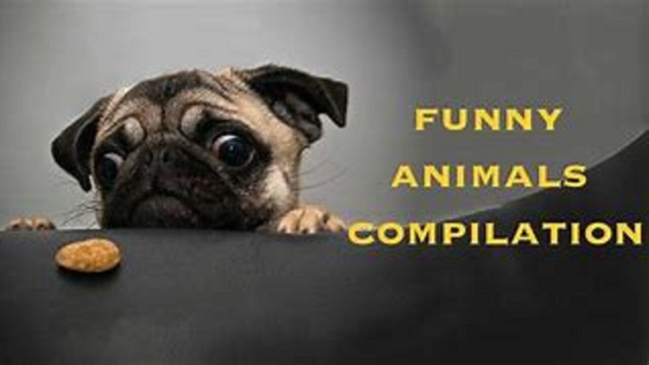 Funny Animals Compilation №6