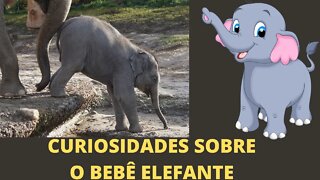 Curiosidades do Bebê Elefante