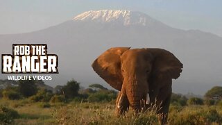 Amboseli Elephant Bull In Front Of Mount Kilimanjaro | Zebra Plains Safari