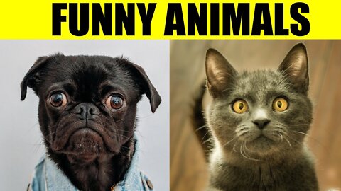 The Funniest Animal Videos of the year!!!