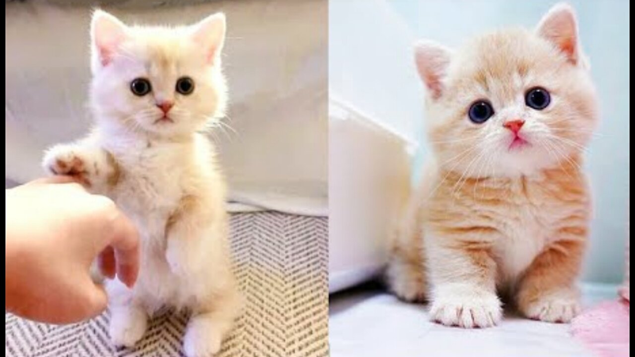 Baby Cat Cute Cat and funny Cat