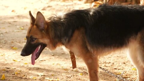 German shepherd side view, Standing view of German shepherd standing