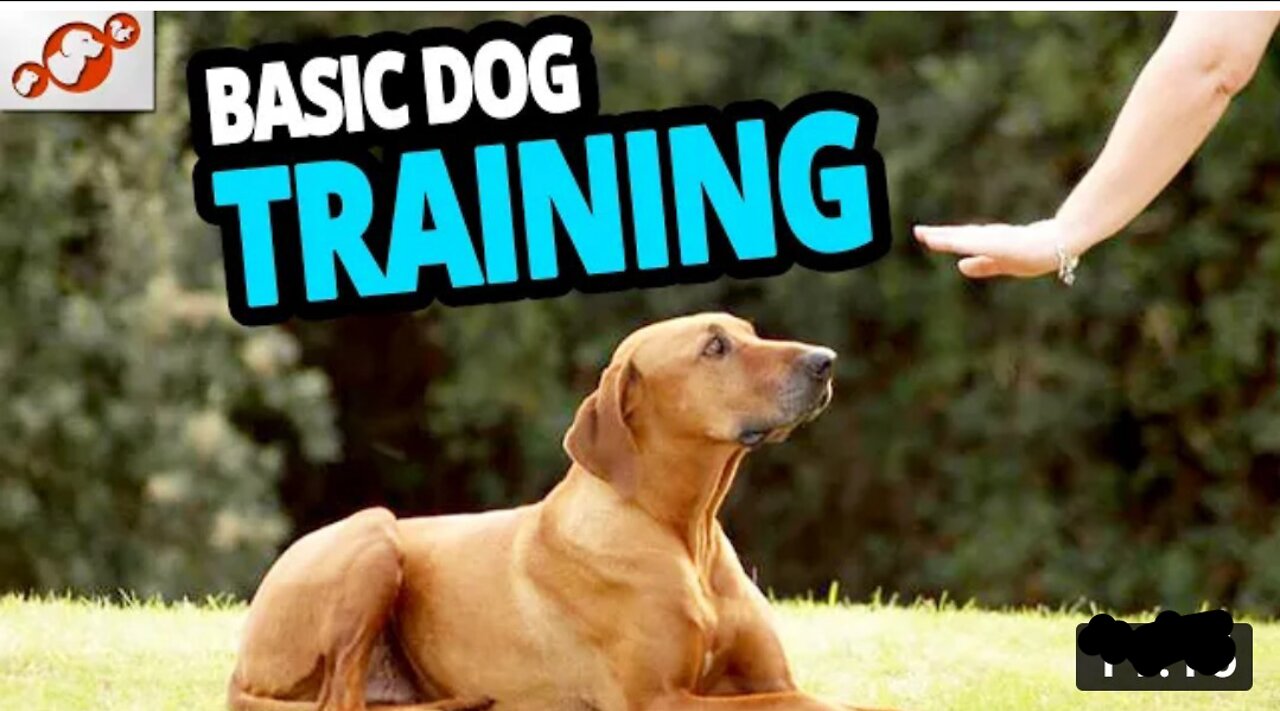 Basic Dog Training - TOP TEN Essential Commands Every Dog Should Know