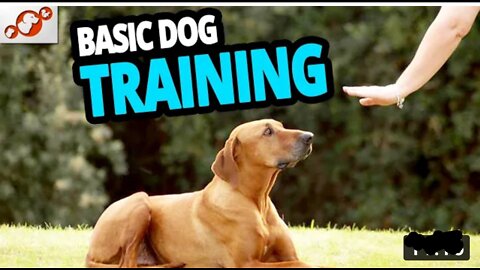 Basic Dog Training - TOP TEN Essential Commands Every Dog Should Know