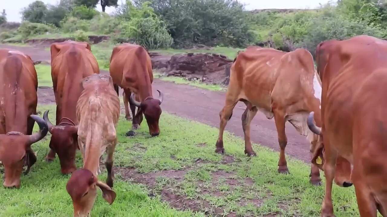 Suara hewan ternak di desa, tepi gunung