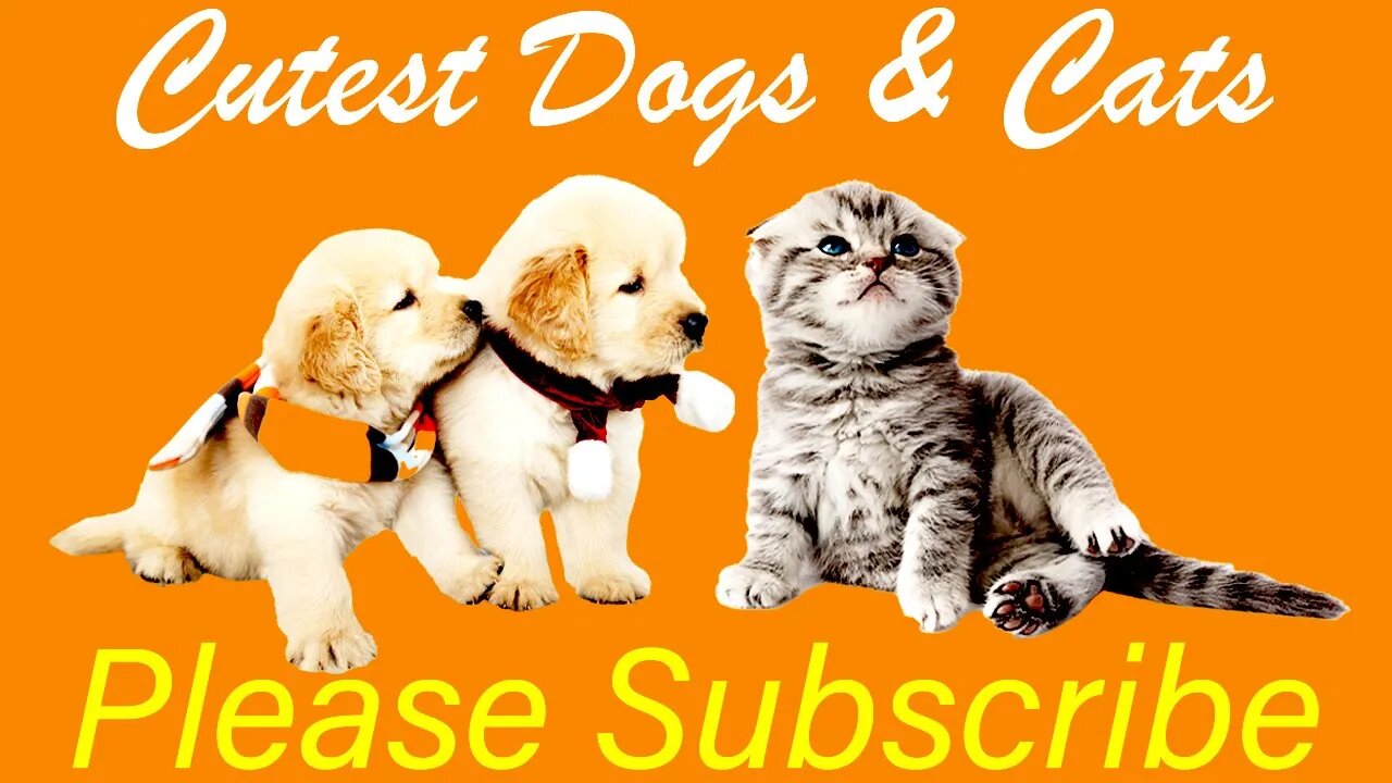 Funny cats and dogs video compilation try not to laugh 2022 Cute pets video