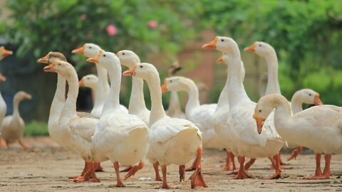 Funny Animal video 😅😆
